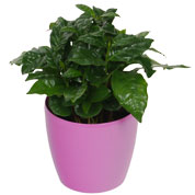 Cafeeiro + Cachep Rosa